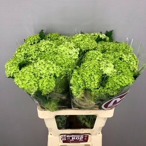 Viburnum L.60 1+flower