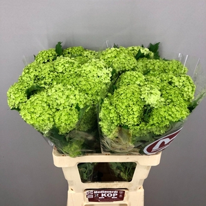 Viburnum L.60 1+flower