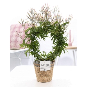 Jasminum Poly. ( 200+ knop) in P&PURE Basket 6