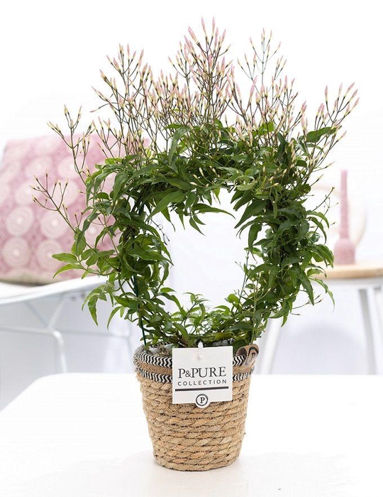 <h4>Jasminum Poly. ( 200+ knop) in P&PURE Basket 6</h4>