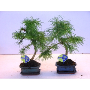 pseudolarix amabilis 15 cm shape, with drip tray