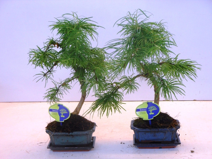 <h4>pseudolarix amabilis 15 cm shape, with drip tray</h4>