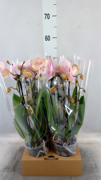<h4>Phalaenopsis  'Elegant Cascade'</h4>