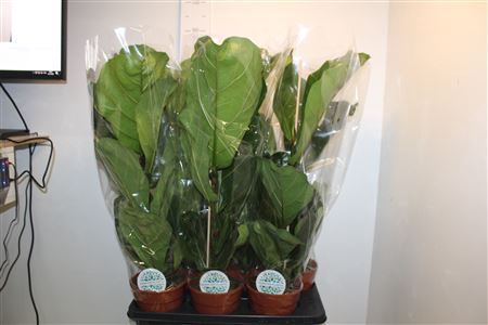 <h4>Ficus Lyrata</h4>