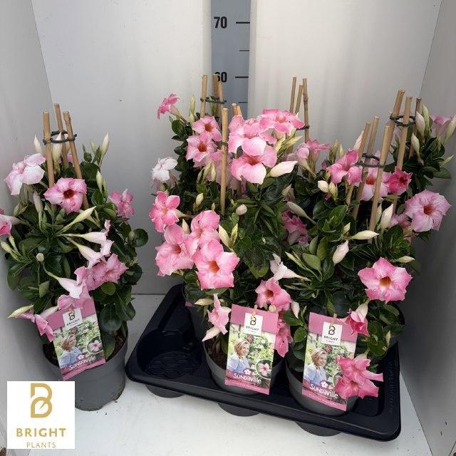 <h4>MANDE SUN CR PINK</h4>