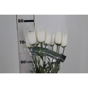 ANASTASIA HERRERA 080 CM BRANCO