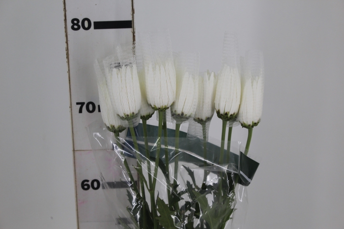 <h4>ANASTASIA HERRERA 080 CM BRANCO</h4>