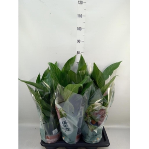 Spathiphyllum  'Bingo Cupido'