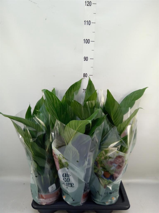<h4>Spathiphyllum  'Bingo Cupido'</h4>