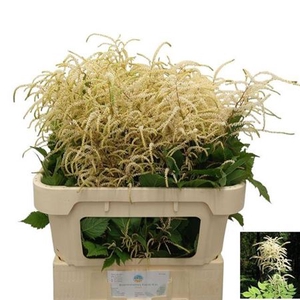 Aruncus Dioicus