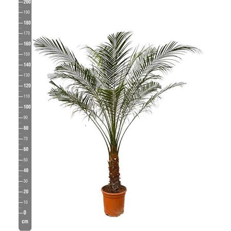 <h4>Phoenix Roebelenii</h4>