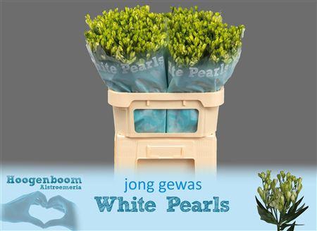 <h4>Alst Fl White Pearls</h4>