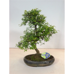 Zelkova parvifolia, 29cm., shape, without driptray