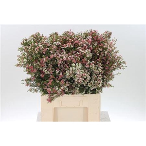 Chamelauc My Sweet 16