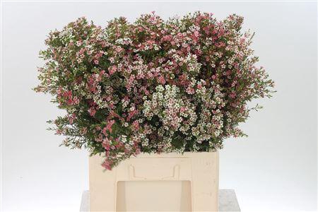 <h4>Chamelauc My Sweet 16</h4>