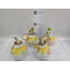 Hippeastrum   ...waxed