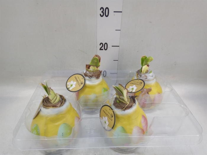 <h4>Hippeastrum   ...waxed</h4>