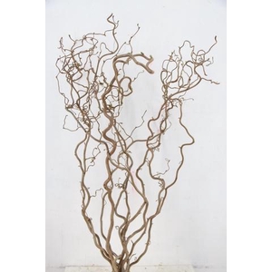 CORYL AV CONTORTA 2 JARIG 100CM