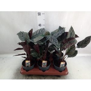 Calathea sanderiana