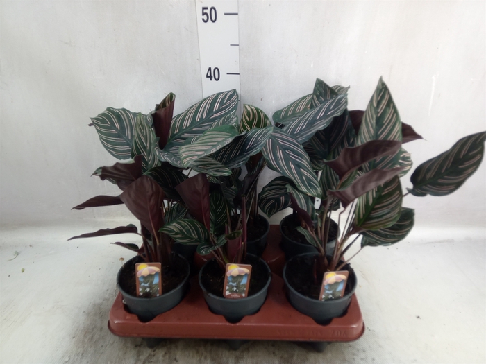 <h4>Calathea sanderiana</h4>