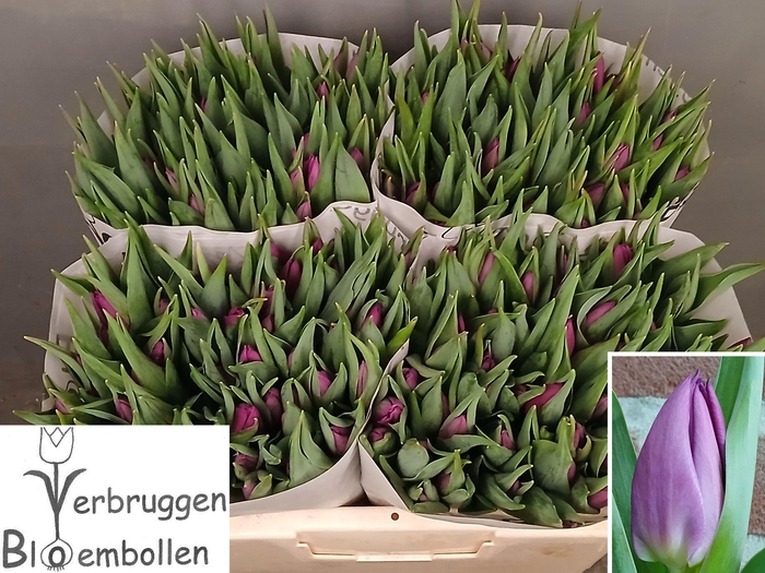 <h4>TU EN PURPLE LADY</h4>