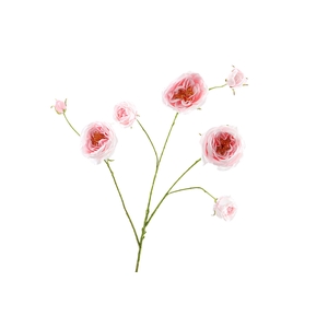 Rosa Branch Pink