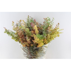 Euca Stuartiana Natural Autumn