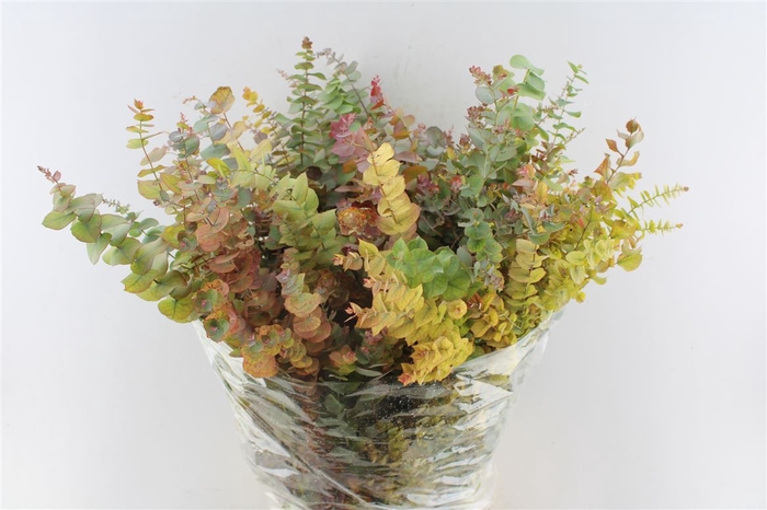 <h4>Euca Stuartiana Natural Autumn</h4>
