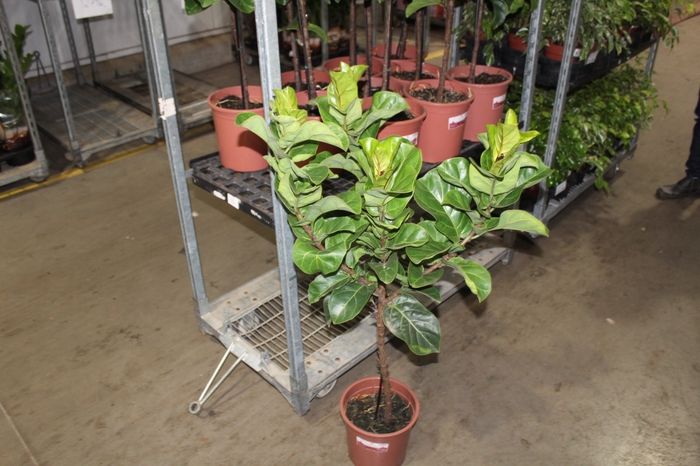 <h4>FICUS LYRATA BAMBINO P23 FORMATO ARVORE</h4>