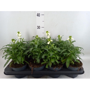 Erysimum  'Leya White'