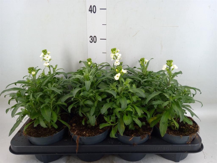 <h4>Erysimum  'Leya White'</h4>