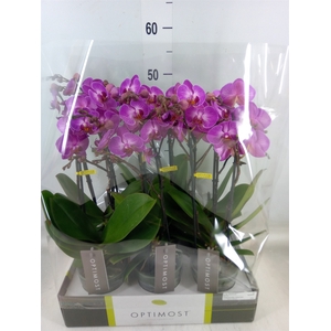 Phalaenopsis multi.   ...lilac