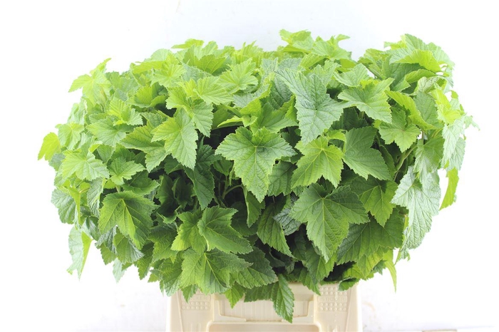 <h4>Cassis Blad</h4>