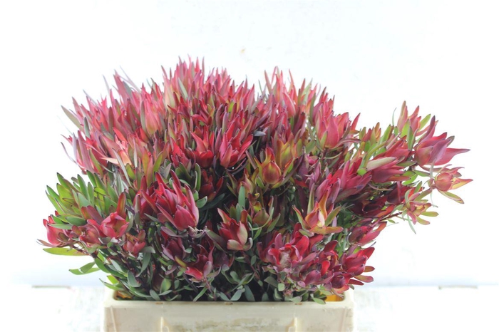 <h4>Leucad Sal Blush</h4>