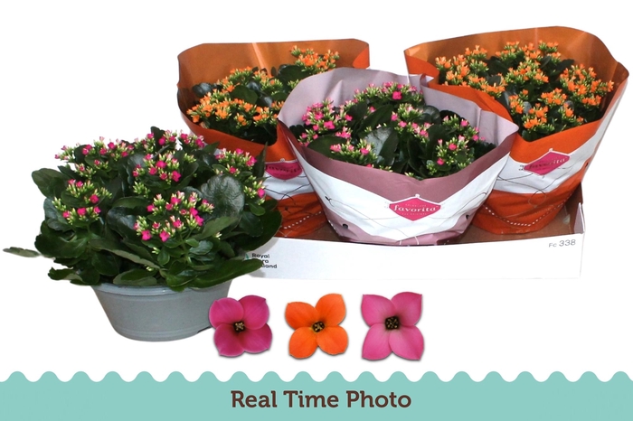 <h4>KAL EN GEM 3 KL</h4>