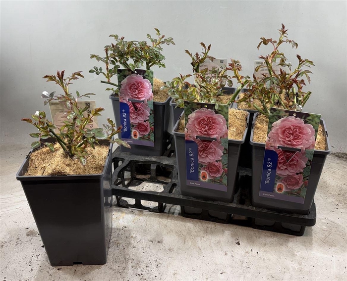Rosa Pink Bonica 82