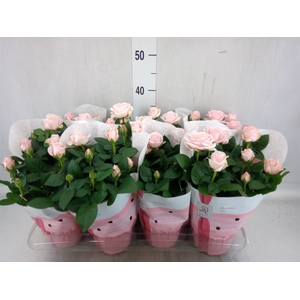 Rosa  'Amorosa Infinity Soft Pink'