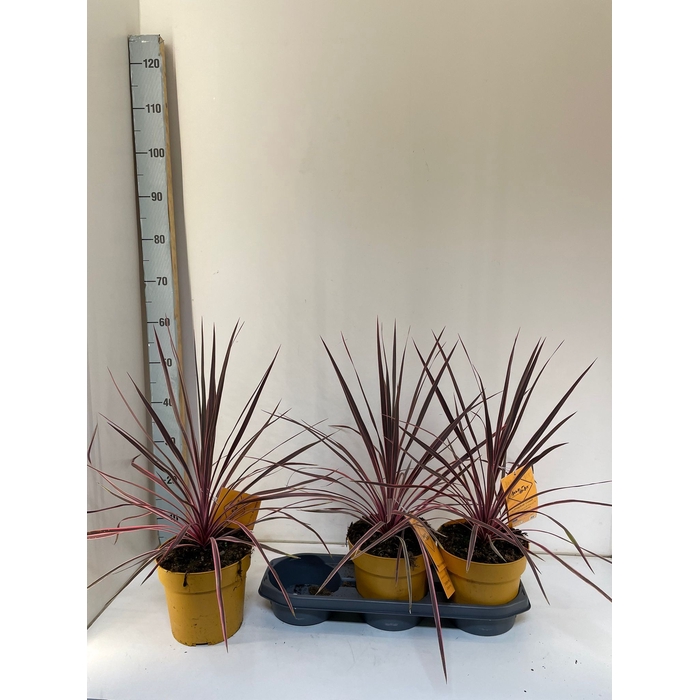 <h4>Cordyline Electric Pink</h4>
