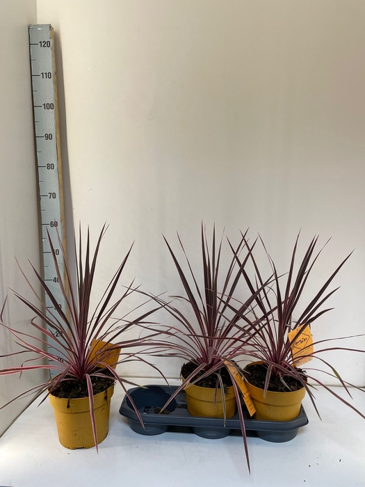 Cordyline Electric Pink