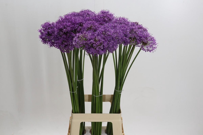 <h4>Allium Gladiator</h4>