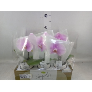 Phalaenopsis   ...white