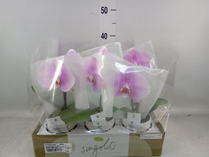 <h4>Phalaenopsis ...white</h4>