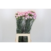 Dianthus St Pixy