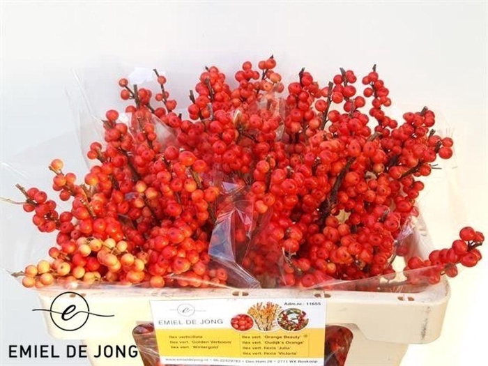 <h4>Ilex oudijk's orange</h4>