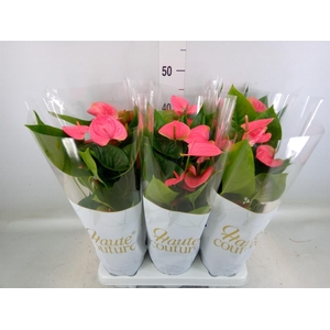 Anthurium andr. 'Sweet Dream'