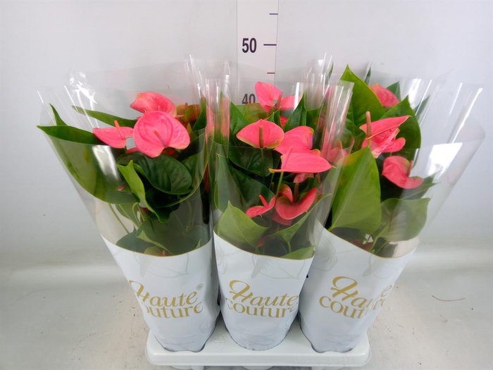 <h4>Anthurium andr. 'Sweet Dream'</h4>