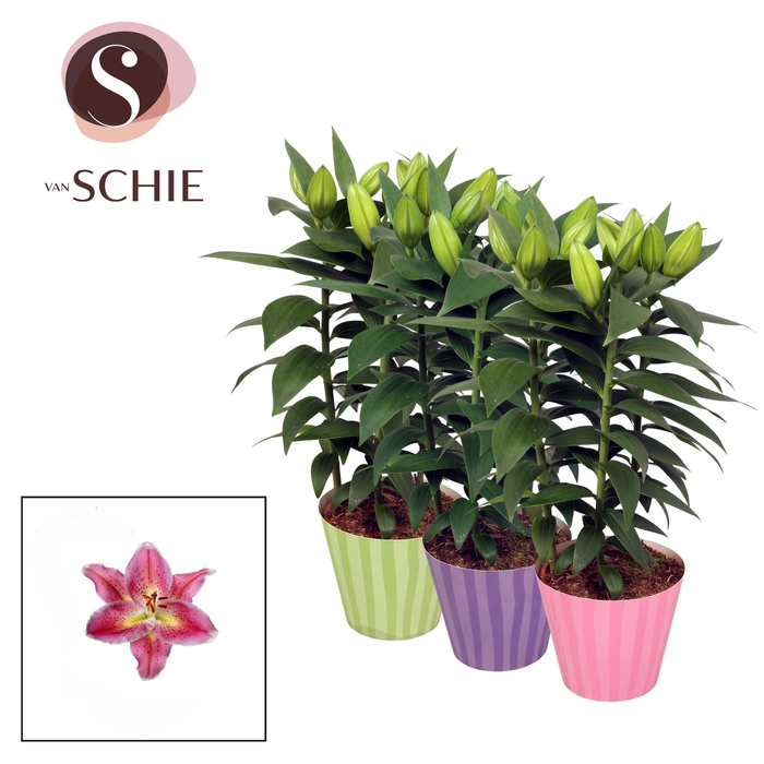 <h4>Oriental Mix 13cm potcover STRIPES</h4>