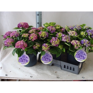 Hydrangea mac.