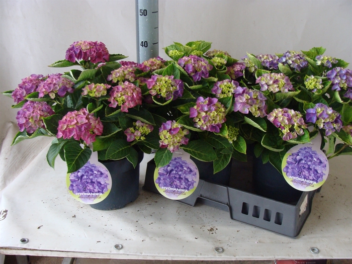 <h4>Hydrangea mac.</h4>