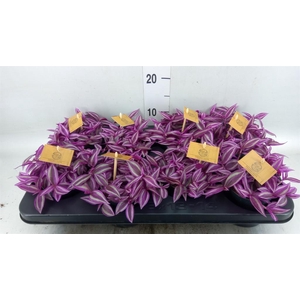Tradescantia zebr. 'Pink Paradise'